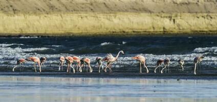 fenicotteri alimentazione a Basso marea,penisola Valdes, Patagonia, argentina foto