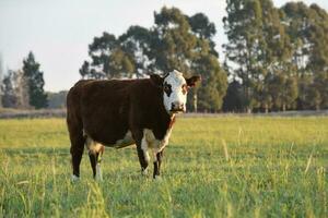 bestiame, argentino carne produzione , nel buenos arie campagna, argentina foto