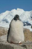 gentoo pinguino pulcino, pygoscelis papua,neko porto, Antartide penisola. foto