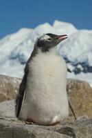 gentoo pinguino, pygoscelis papua,neko porto, Antartide penisola. foto