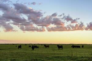 mucche pascolo nel il campo, nel il pampa pianura, argentina foto