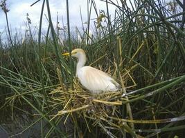 bestiame Airone, bubulco ibis, Nidificazione, la pampa Provincia, patagonia, argentina foto