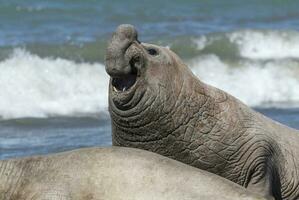 maschio elefante sigillo, penisola Valdes, patagonia, argentina foto