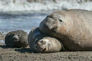 elefante foca famiglia, penisola Valdes, patagonia, argentina foto