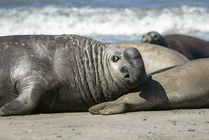 maschio elefante sigillo, penisola Valdes, patagonia, argentina foto