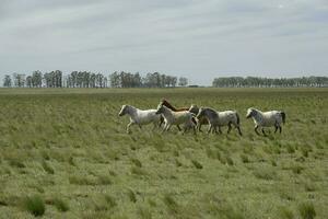 mandria di cavalli nel il campagna, la pampa Provincia, patagonia, argentina. foto