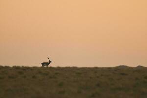 maschio blackbuck antilope nel pampa pianura ambiente, la pampa Provincia, argentina foto