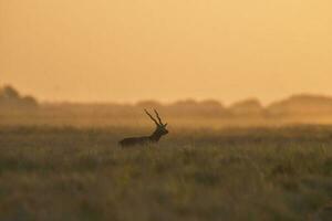 maschio blackbuck antilope nel pampa pianura ambiente, la pampa Provincia, argentina foto