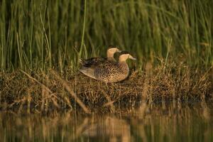 argento verde acqua, spatola versicolor, nel laguna ambiente, la pampa, argentina. foto