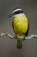 grande kiskadee, pitangus sulfurato, calden foresta, la pampa, argentina foto