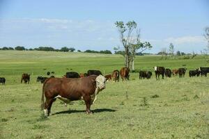 Toro nel argentino campagna, buenos arie Provincia, argentina. foto