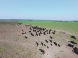 truppe di mucche nel il pampa campo, argentina foto