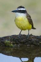 grande kiskadee, pitangus sulfurato, calden foresta, la pampa, argentina foto