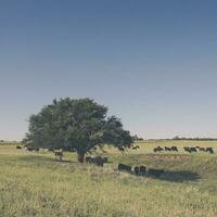 mucche nel pampa paesaggio, argentino carne produzione foto