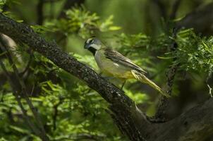 giallo cardinale, governatrice cristata, in via di estinzione specie nel la pampa, argentina foto