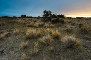 pampa erba nel campagna, penisola Valdes, patagonia, argentina. foto