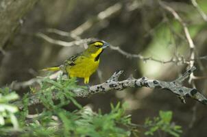 giallo cardinale, governatrice cristata, in via di estinzione specie nel la pampa, argentina foto