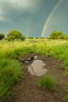 calden foresta erba paesaggio, la pampa Provincia, patagonia, argentina. foto