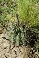 cactus nel calden foresta paesaggio, la pampa Provincia, patagonia, argentina. foto