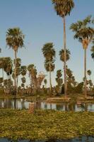 palme paesaggio nel la estrella palude, formosa Provincia, argentina. foto