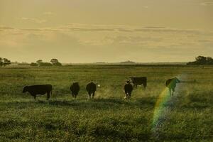 mucche pascolo a tramonto, patagonia, argentina. foto