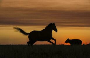 cavallo silhouette a tramonto, nel il campagna, la pampa, argentina. foto