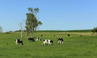 bestiame nel argentino campagna, la pampa Provincia, argentina. foto