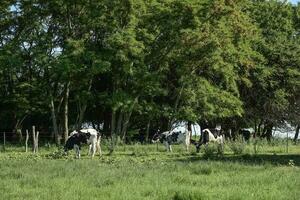 mucca vitelli nel il campo, buenos arie provincia, argentina. foto