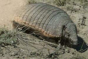 peloso armadillo, nel deserto ambiente, penisola Valdes, patagonia, argentina foto