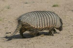 peloso armadillo, nel deserto ambiente, penisola Valdes, patagonia, argentina foto