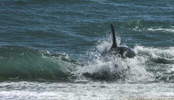 uccisore balena a caccia mare leoni,penisola Valdes, patagonia argentina foto