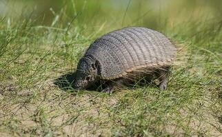 peloso armadillo, nel prateria ambiente, penisola Valdes, patagonia, argentina foto