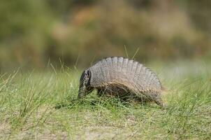 peloso armadillo, nel prateria ambiente, penisola Valdes, patagonia, argentina foto