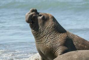 maschio elefante sigillo, penisola Valdes, patagonia, argentina foto