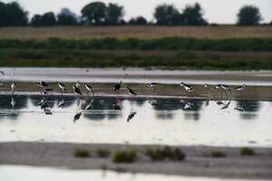 meridionale trampolo, himantopus melanurus nel volo, ansenuza nazionale parco, cordoba Provincia, argentina foto