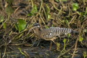 prendisole, nel un' giungla ambiente, pantanal brasile foto