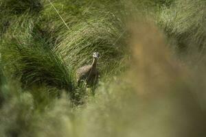 macchiato tinamou un prateria ambiente, la pampa. argentina foto