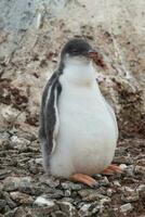 gentoo pinguino su il spiaggia, alimentazione il suo pulcino, porta lockroy , goudier isola, antartica foto