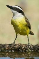 grande kiskadee, pitangus sulfurato, calden foresta, la pampa, argentina foto