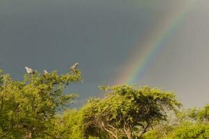 picui terra colomba e raibow nel calden foresta ambiente, la pampa Provincia, Patagonia, Argentina. foto