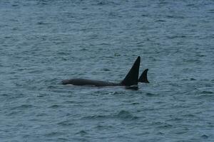 uccisore balena, orca, a caccia un' mare leoni , penisola Valdes, patagonia argentina foto