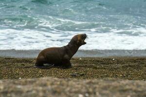 Sud americano mare Leone (otaria flavescens) femmina, penisola valdes ,chubut,patagonia, argentina foto