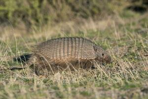 peloso armadillo, nel prateria ambiente, penisola Valdes, patagonia, argentina foto