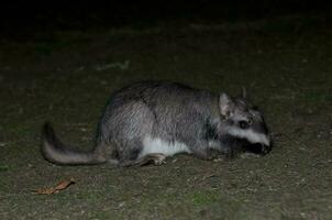 vizcacha , agostomus massimo, EL palmare nazionale parco , entre rios Provincia, argentina foto