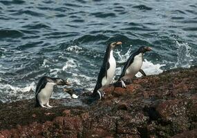 rockhopper pinguino, pinguino isola, porto deseado, Santa Cruz Provincia, patagonia argentina foto