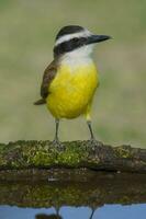 grande kiskadee, pitangus sulfurato, calden foresta, la pampa, argentina foto