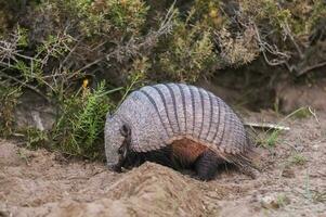 peloso armadillo, nel deserto ambiente, penisola Valdes, patagonia, argentina foto