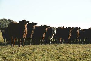 campagna paesaggio con mucche pascolo, la pampa, argentina foto
