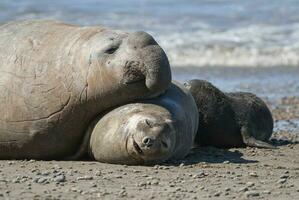 elefante foca famiglia, penisola Valdes, chubut Provincia, patagonia, argentina foto