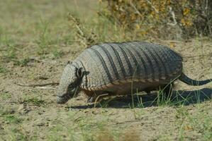 peloso armadillo, nel deserto ambiente, penisola Valdes, patagonia, argentina foto